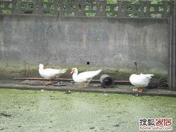 娱乐吃瓜鹅鸭,吃瓜鹅鸭带你探秘明星幕后故事